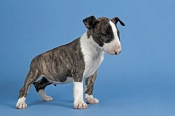 Is the English Bull Terrier a Good Pet? Expert Insights