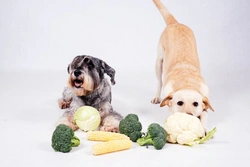 What vegetables shouldn’t you feed your dog? Essential guide
