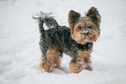 Yorkshire Terrier Popularity: Is It Declining in the UK?