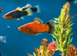 Beginner’s Guide: Top Tips for Keeping Aquarium Fish