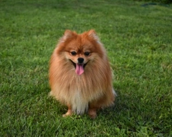 Volpino di Pomerania nano: prezzo e dove trovarlo