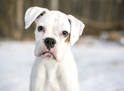 White Boxer Dogs: Essential Facts and Care Tips for 2025