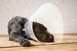 Top 10 Conditions You’re Likely to Claim on Dog Insurance