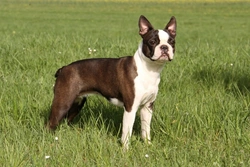 How to Tell the Difference Between Boston Terrier and French Bulldog