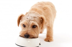Essential Minerals and Their Vital Role in Your Dog's Diet