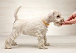 Miniature Schnauzer Dog Breed: Complete Guide to Care & Personality