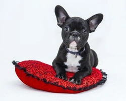 Come insegnare al cane a sporcare sulla traversa