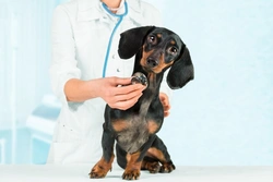 5 Veterinary Schemes and Discounts to Save on Pet Healthcare