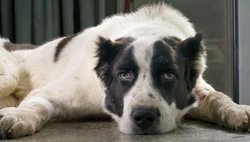 Hart-en vaatziekten bij honden