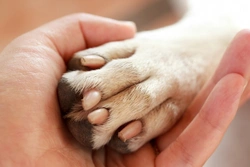 Complete Guide to Identifying and Treating Dog Paw Infections