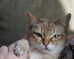 Singapura: costo e dimensioni della razza di gatto più piccola