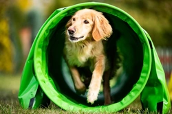 What to See and Do at Crufts 2025 Beyond Breed Classes