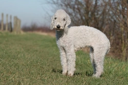 Bedlington Terrier Grooming Tips: Maintain Their Lamb-Like Coat