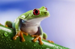 Keeping Frogs as Pets in the UK: Complete Care Guide