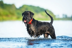 Vitamin B12 Deficiency in Giant Schnauzers: Signs & Treatment