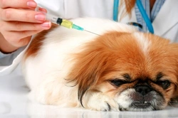Type 1 diabetes in dogs: Promising gene therapy advances