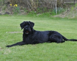 Schnauzer gigante carattere, differenza tra maschio e femmina