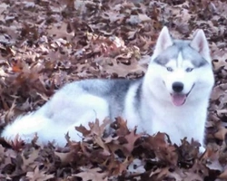 Origini e storia del Siberian Husky