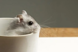 What to do When a Hamster Escapes: Step-by-Step Guide