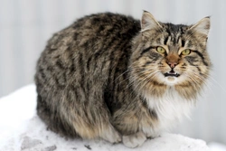 5 Things Cats Really Don’t Like: Key Insights for Owners