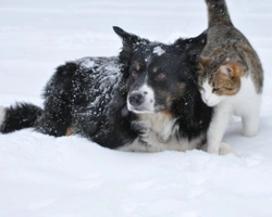 Associazioni animali: GattieCani.org