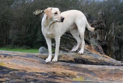 Cranial cruciate ligament rupture in dogs: causes and treatments