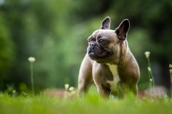 9 Key Water Safety Tips for French Bulldogs UK 2025