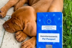 Emigrating with your pet: Essential UK guide 2025