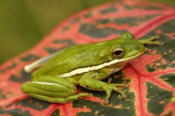 Complete Guide to Keeping American Green Tree Frogs as Pets