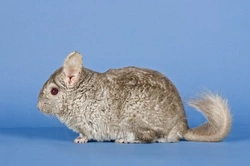 Choosing a Good Chinchilla Breeder: Find Your Perfect Pet