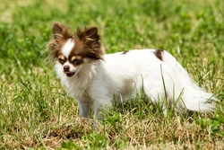 Hydrocephalus and Chihuahuas: Updated 2025 Guide