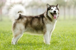 Common Health Issues in the Alaskan Malamute: What You Need to Know