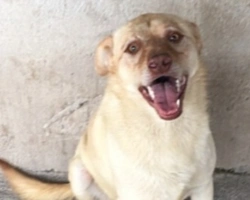 Adozioni cani: la storia di Ballo, pacioccone incrocio Labrador