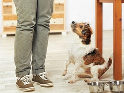 Safe Kitchen Scraps to Treat Your Dog Without Upset