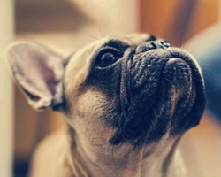 Pitbull francese: differenze con il Bulldog francese e prezzi