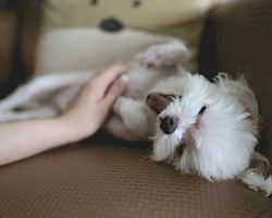 7 cose da comprare prima di prendere un cane