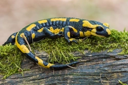 Gecko vs Salamander: Key Differences and Similarities