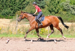 Introduction to Polework: Improve Your Horse’s Training in 2025
