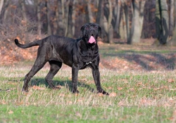 Neapolitan Mastiff Dog: Pros, Cons & Care Guide