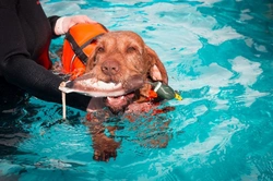 5 Key FAQs About Hydrotherapy for Dogs in 2025