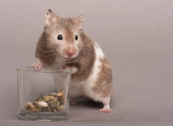 Information About Rodents for Potential Rodent Owners