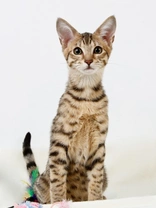 Five popular American cat breeds you should know