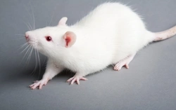 11 Fun and Fascinating Facts About Pet Rats