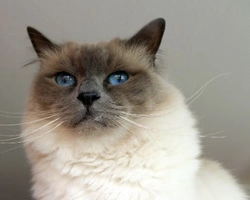 Gatti Sacri di Birmania: la maestosità fatta gatto