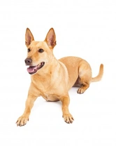 What is a Pariah Dog? Breed Info & FAQs