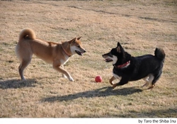 Los 13 errores que cometemos en los parques con nuestros perros