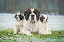 10 Things to Know About Saint Bernard Dogs Before Buying