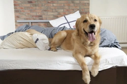 Should You Let Your Pet Sleep in the Bed? Pros and Cons