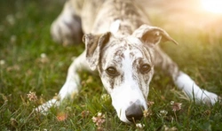 Eight Fascinating Greyhound Statistics in the UK 2025
