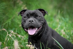 Breed-specific dog laws in Ireland: UK visitors' essential guide